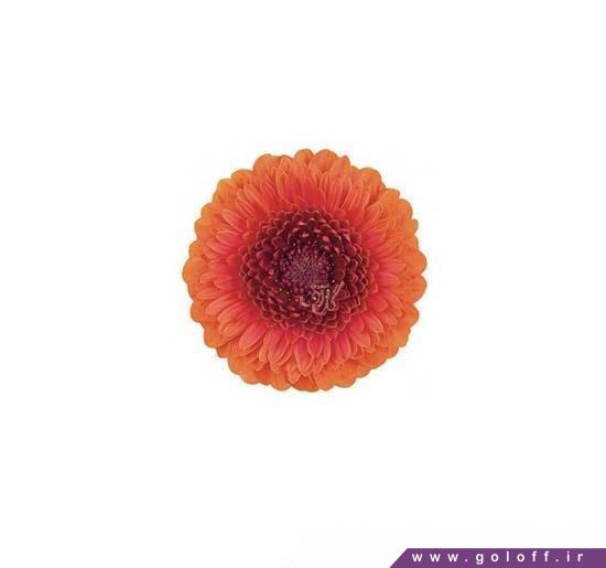 خرید اینترنتی گل - گل ژربرا بلروکوز - Gerbera | گل آف
